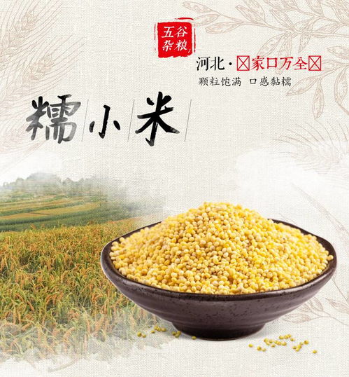 大自然的饋贈(zèng) 營養(yǎng)從“小米”開始